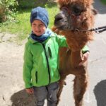 Alpaki w grupie Puchatki