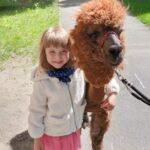 Alpaki w grupie Puchatki