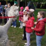 Zajęcia z alpakami