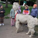 Zajęcia z alpakami