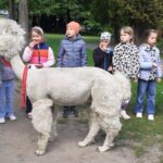 Zajęcia z alpakami