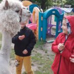 Zajęcia z alpakami
