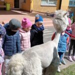 Zajęcia z alpakami
