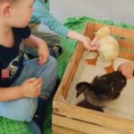 Farma Ptaki