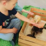 Farma Ptaki