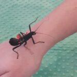 Farma - poznajemy świat zwierząt