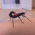 Farma - poznajemy świat zwierząt